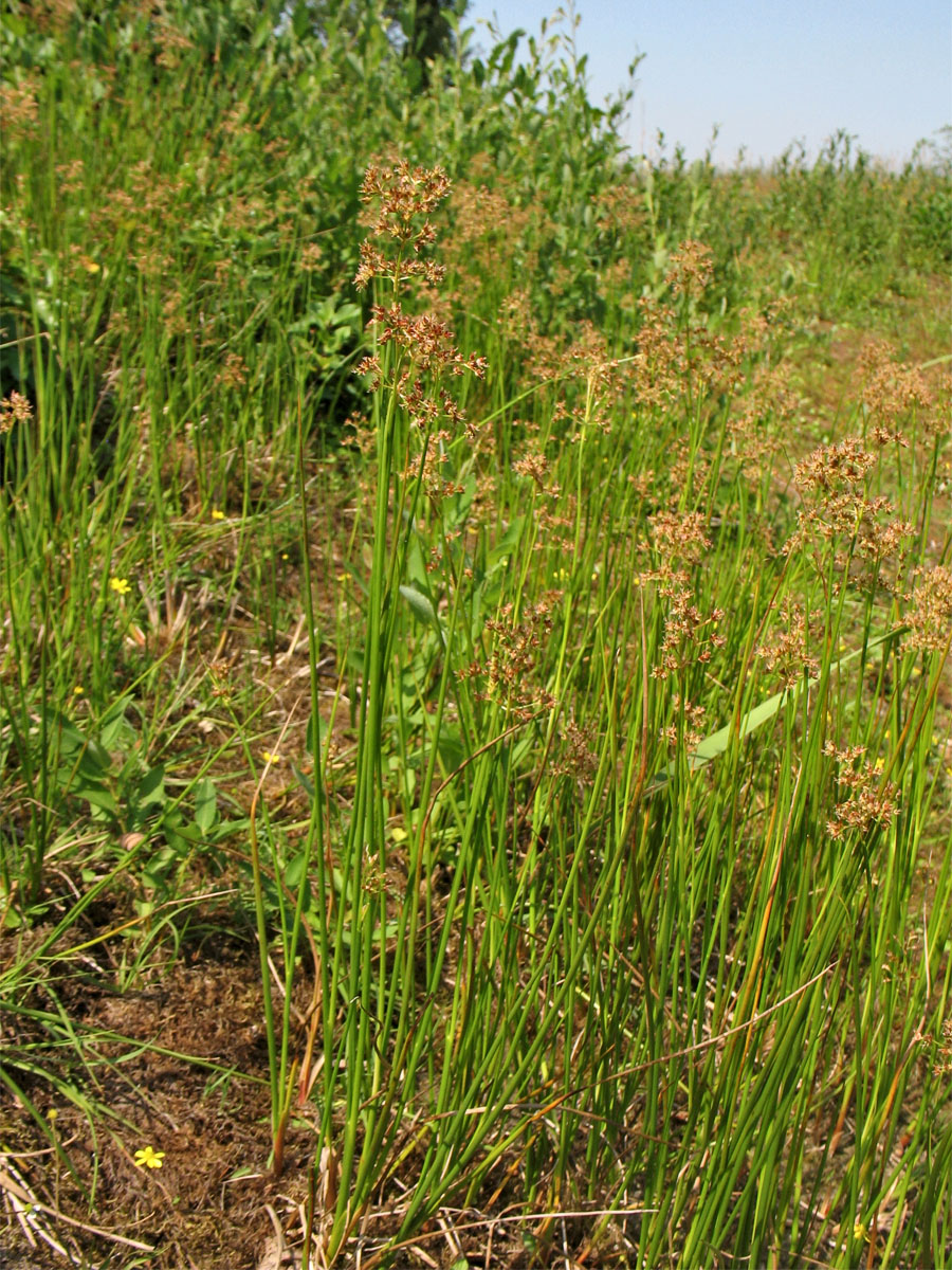 Image of Juncus acutiflorus specimen.