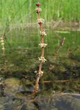 Myriophyllum sibiricum