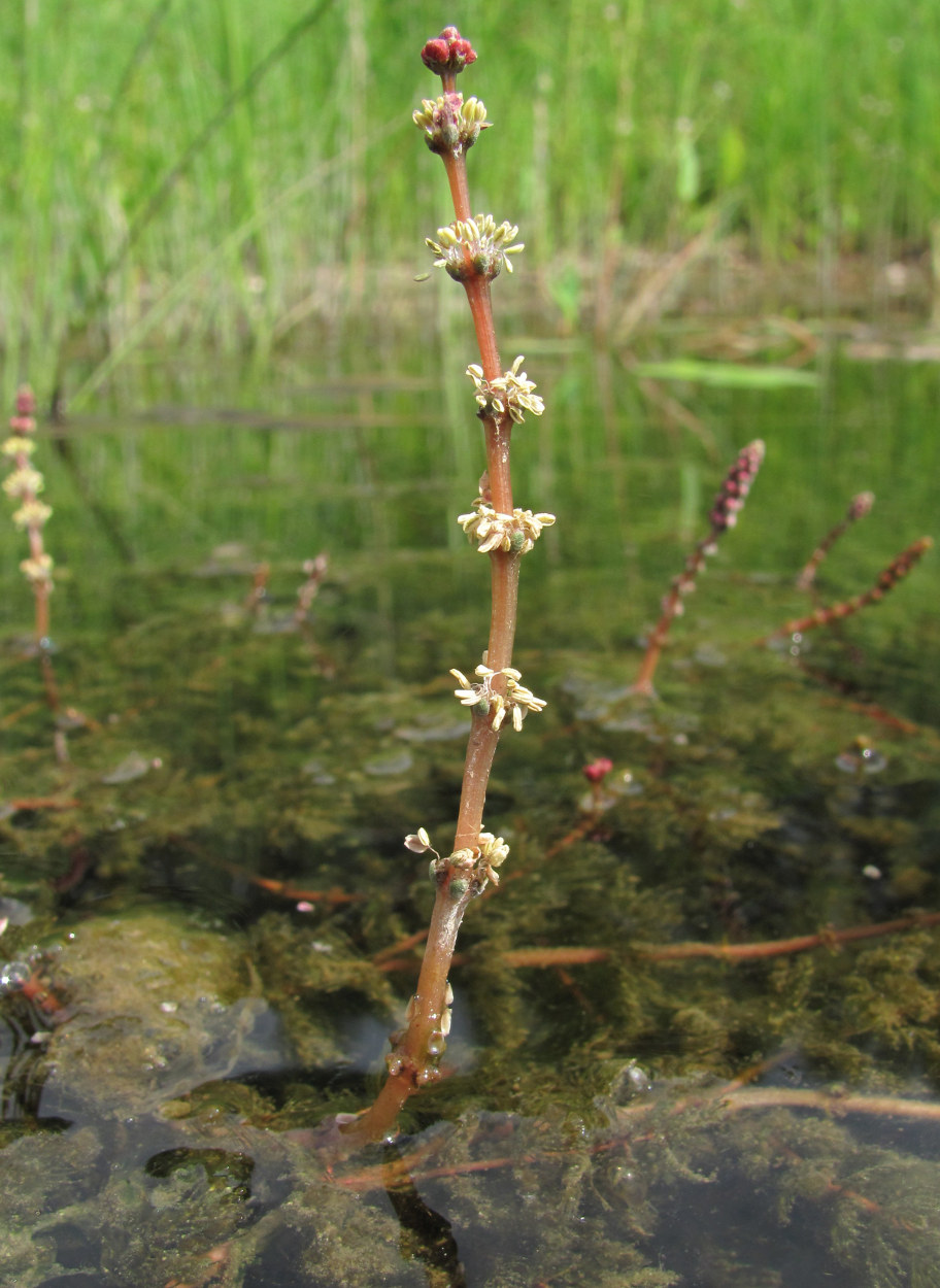 Image of Myriophyllum sibiricum specimen.