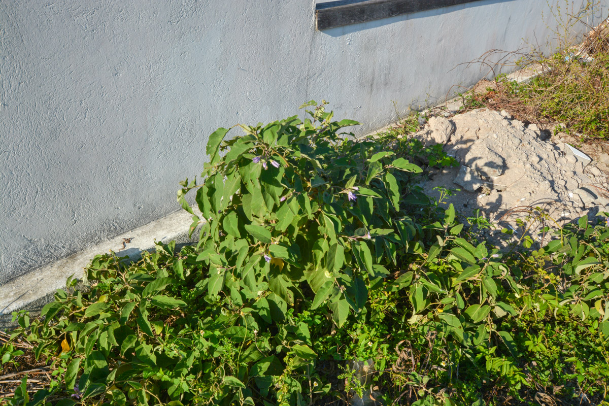 Image of Solanum incanum specimen.