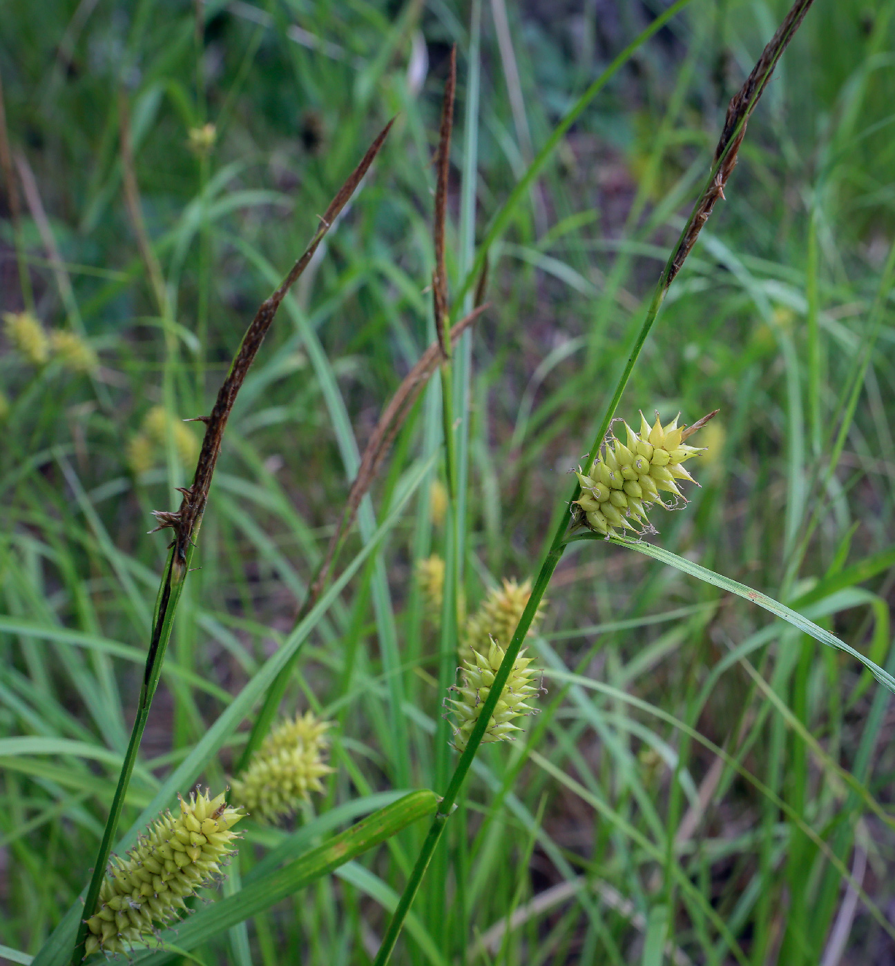 Изображение особи Carex vesicaria.