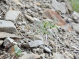 Euphorbia ledebourii