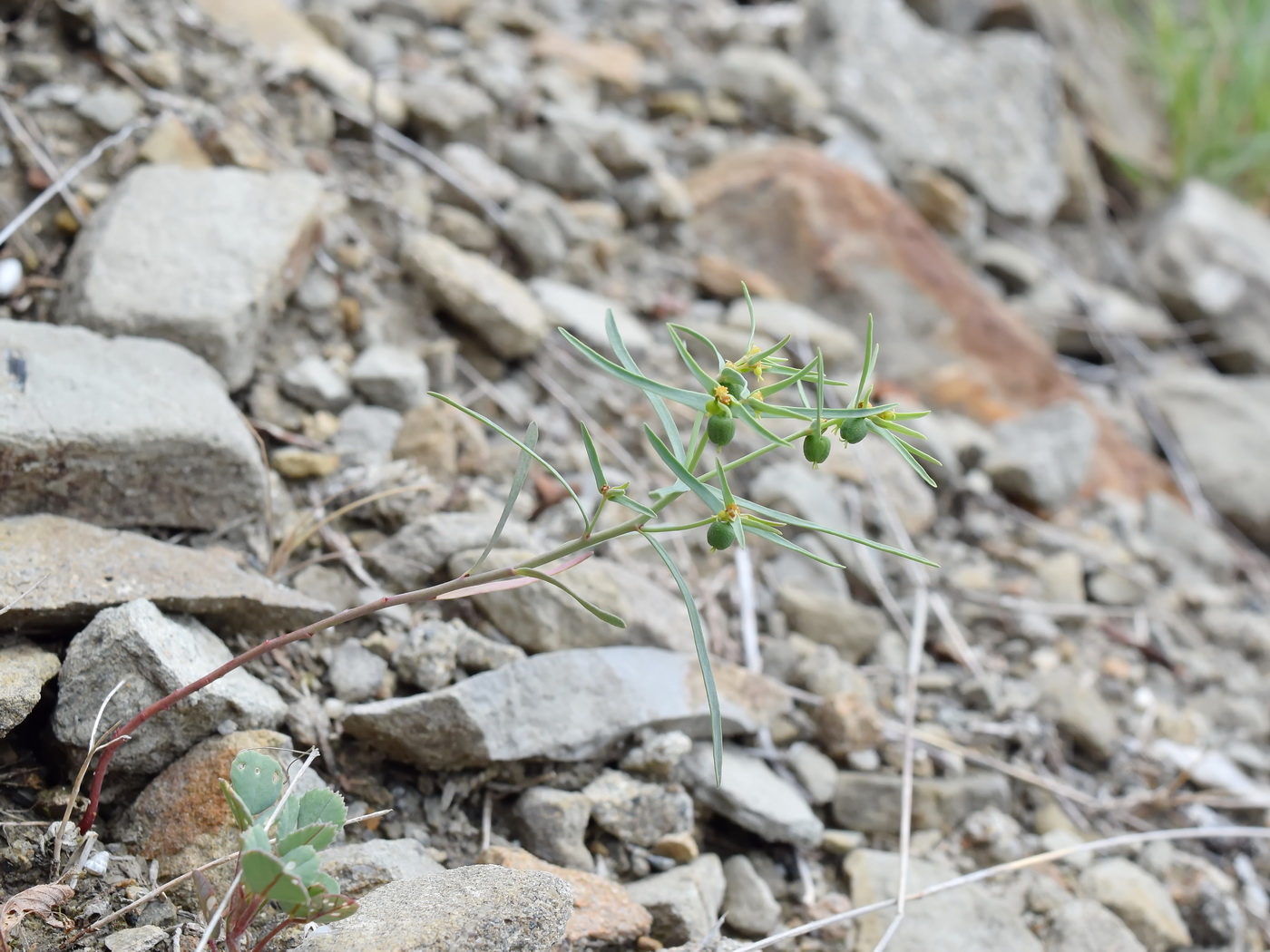 Изображение особи Euphorbia ledebourii.