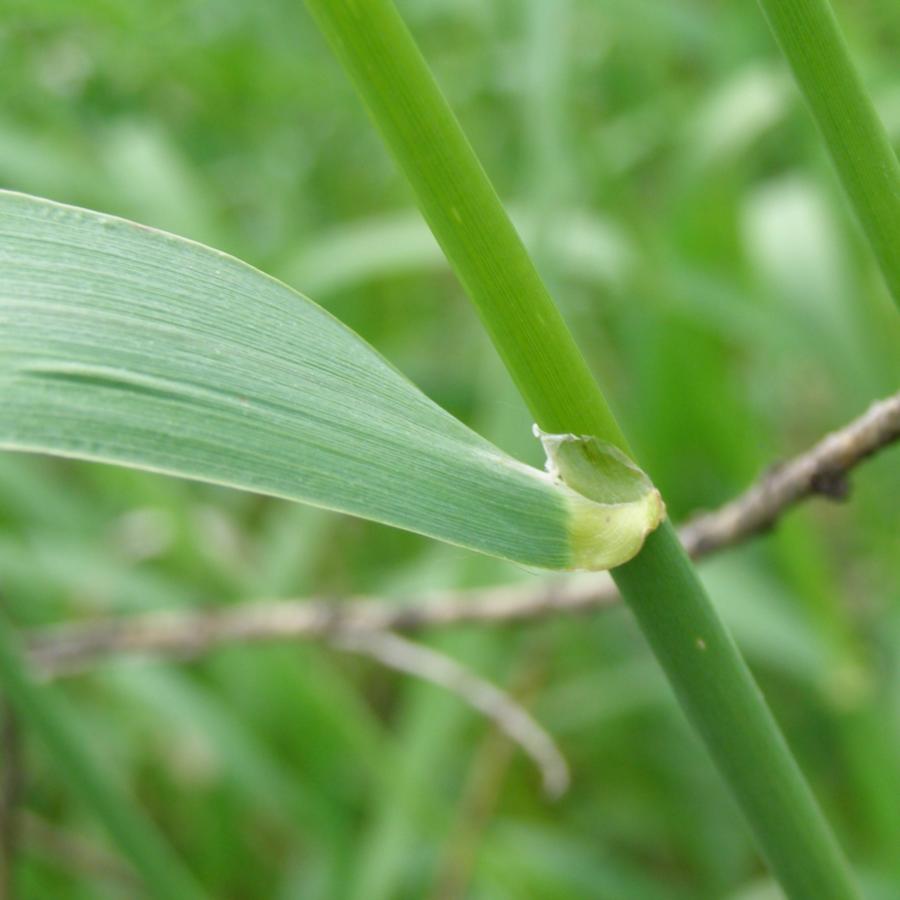 Изображение особи Calamagrostis epigeios.