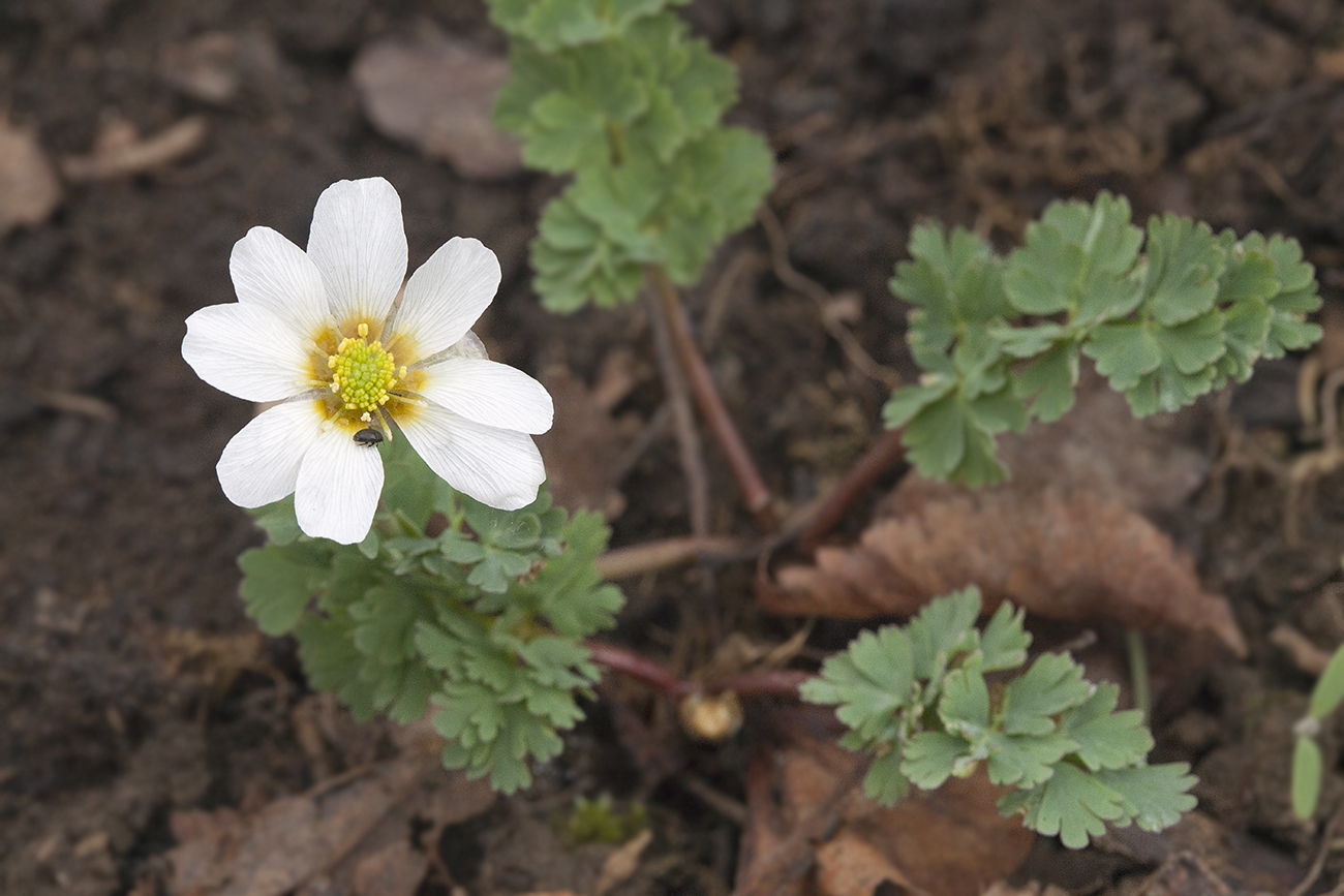 Image of Callianthemum sajanense specimen.