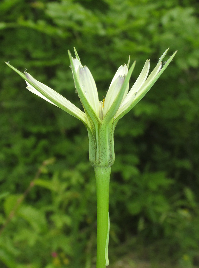 Изображение особи род Tragopogon.