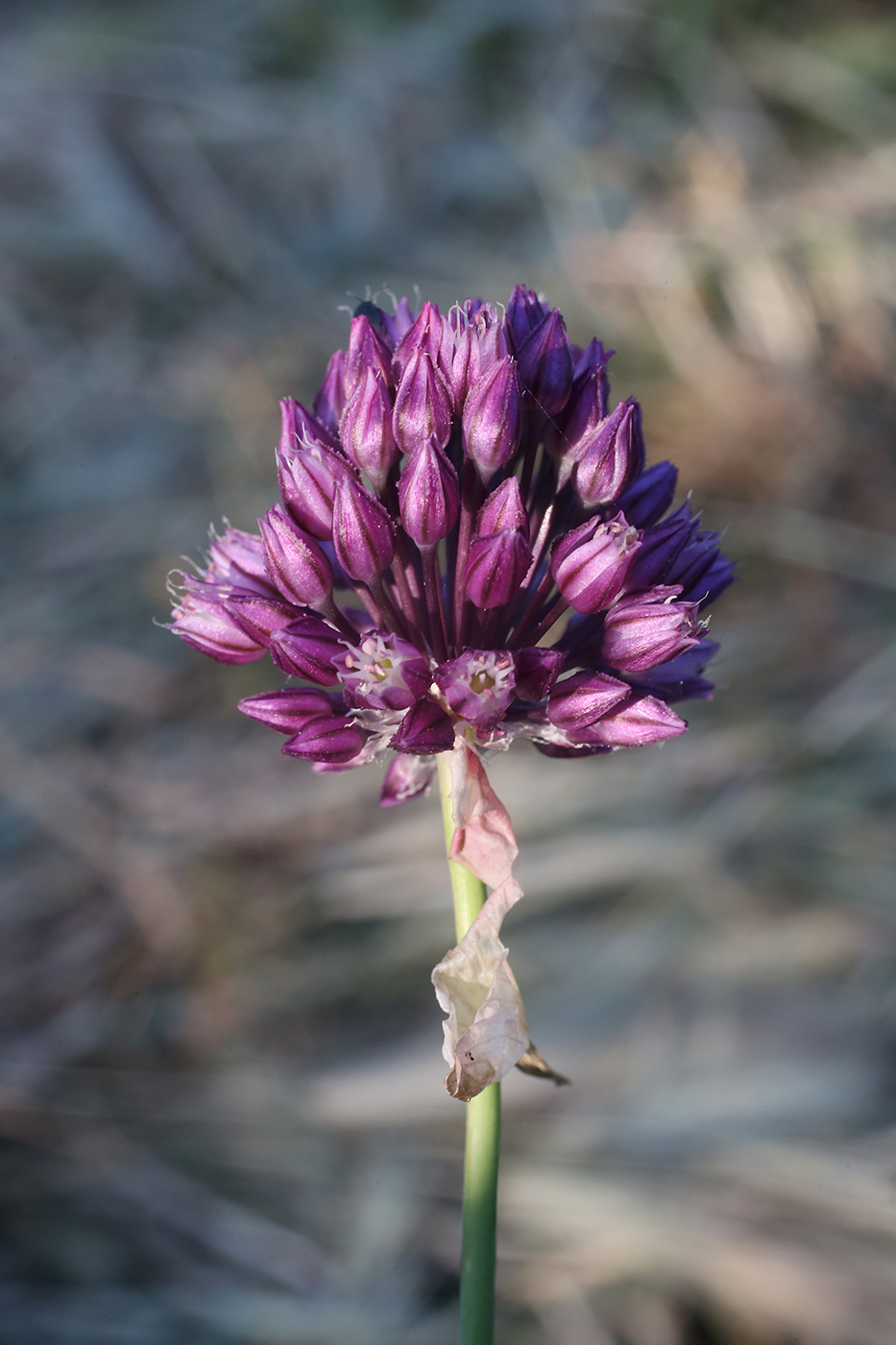 Image of Allium rotundum specimen.