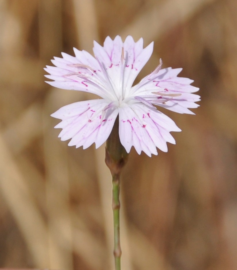 Изображение особи Dianthus strictus ssp. troodi.