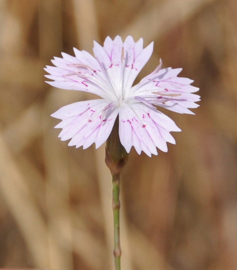 Image of Dianthus strictus ssp. troodi specimen.