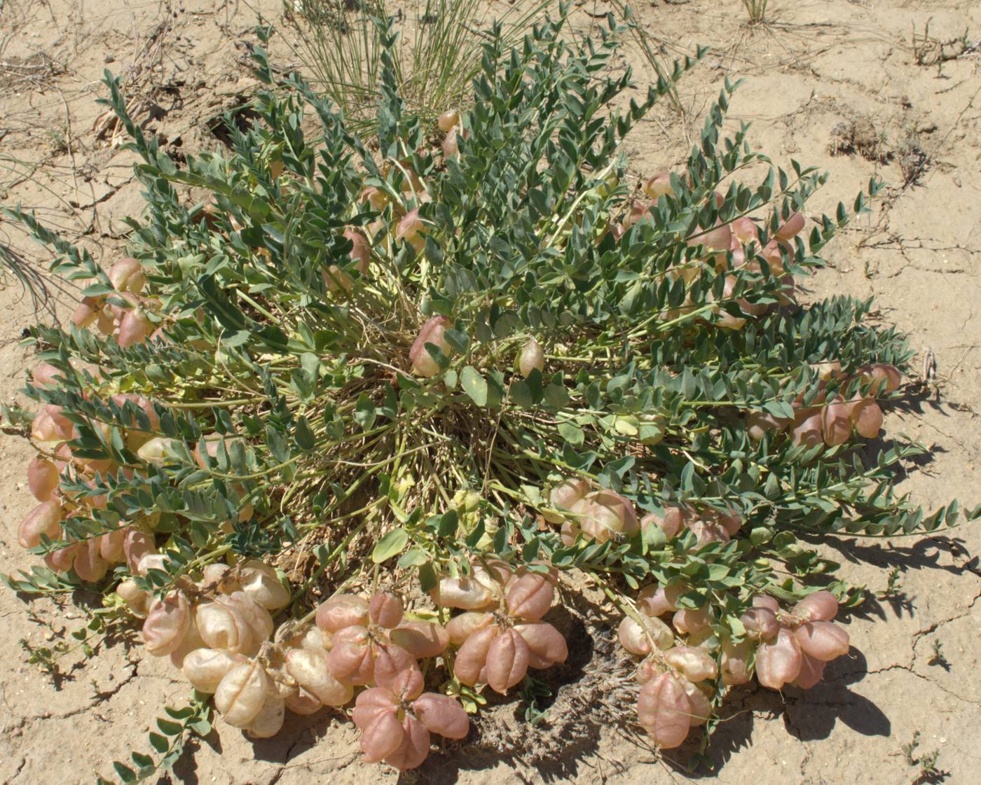Image of Astragalus physocarpus specimen.