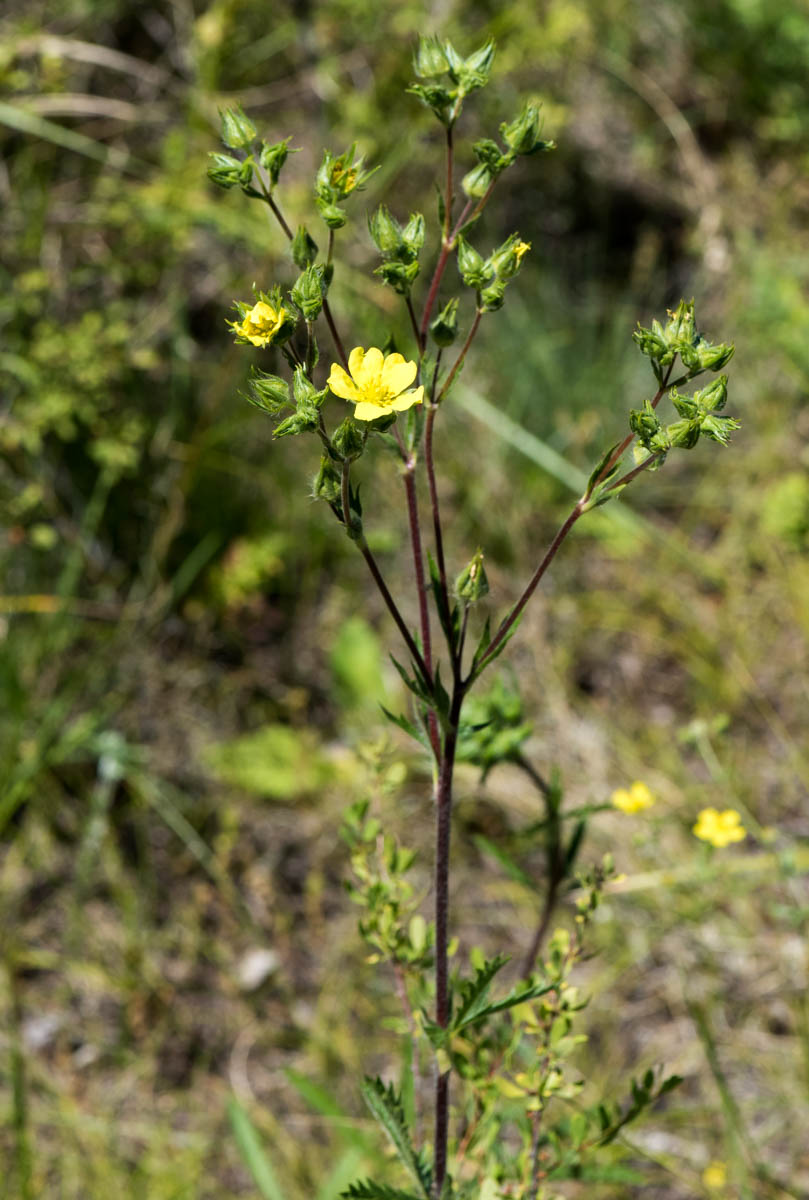 Image of Potentilla pedata specimen.