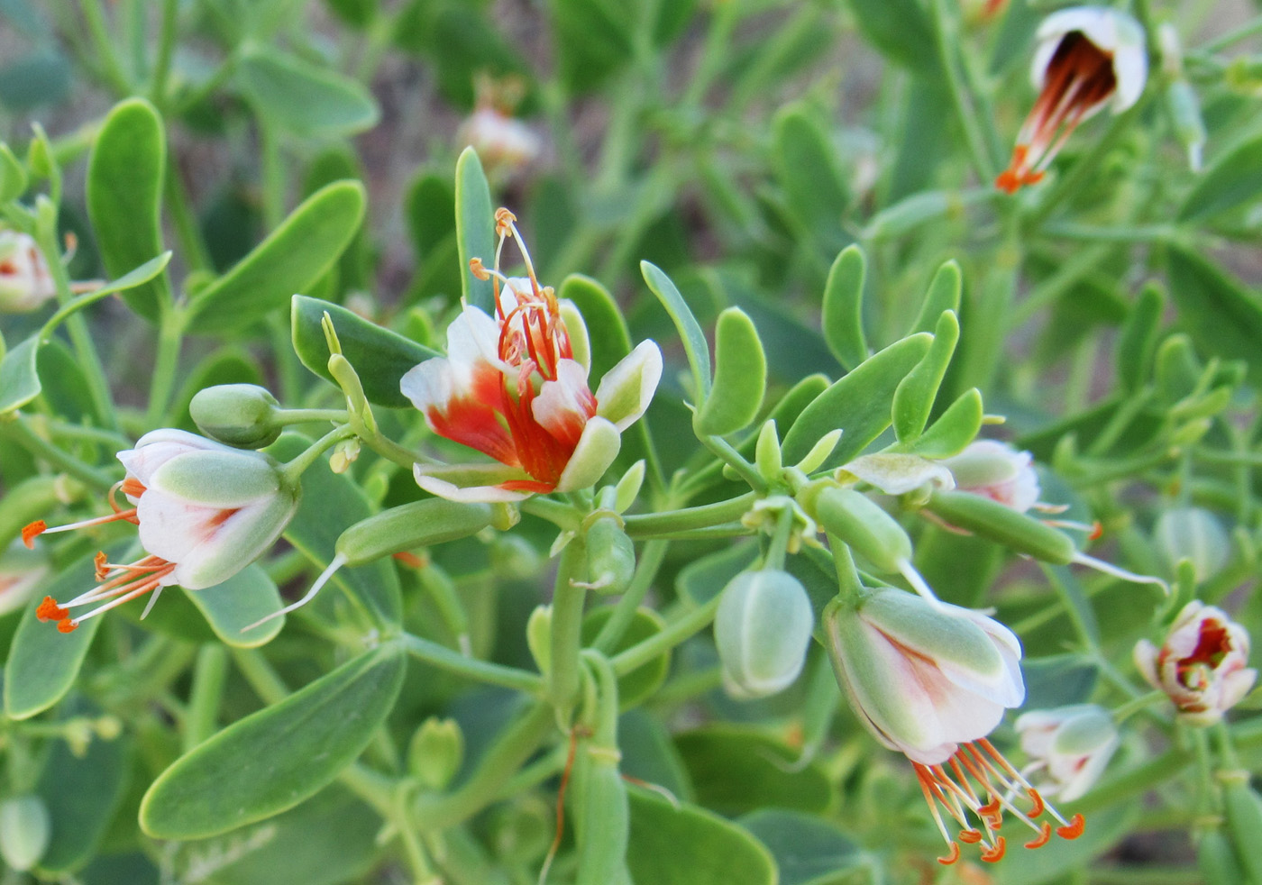 Image of Zygophyllum fabago specimen.