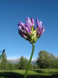 род Astragalus