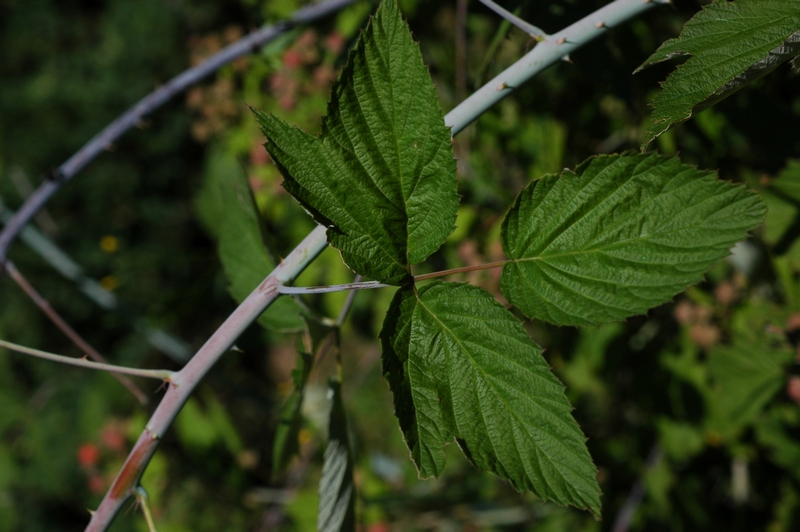 Image of Rubus occidentalis specimen.