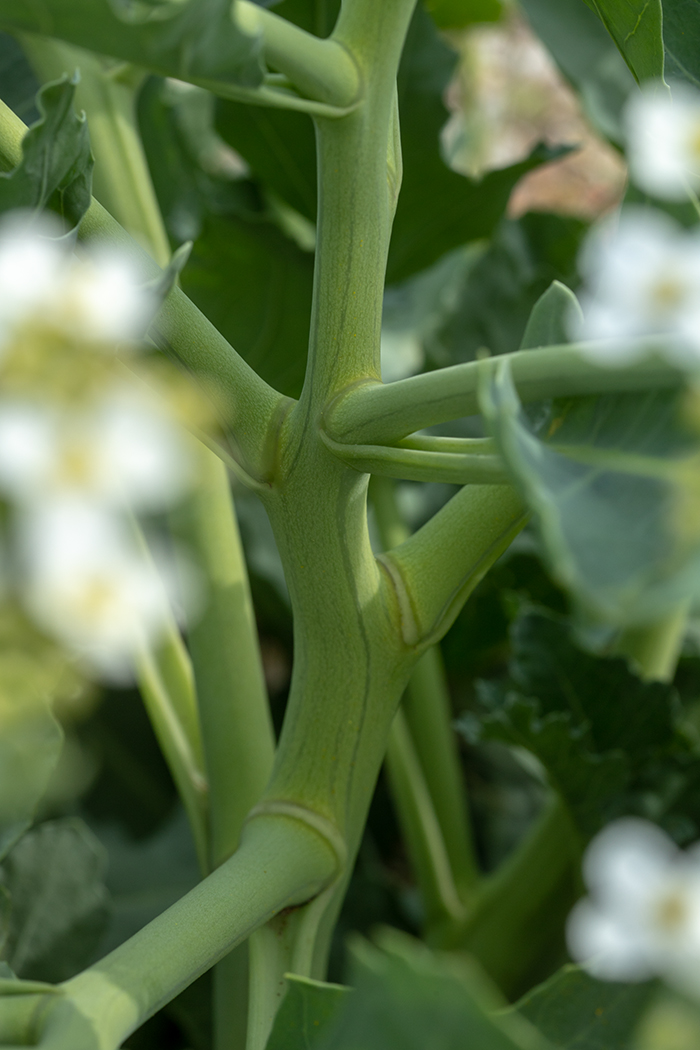 Image of Crambe maritima specimen.