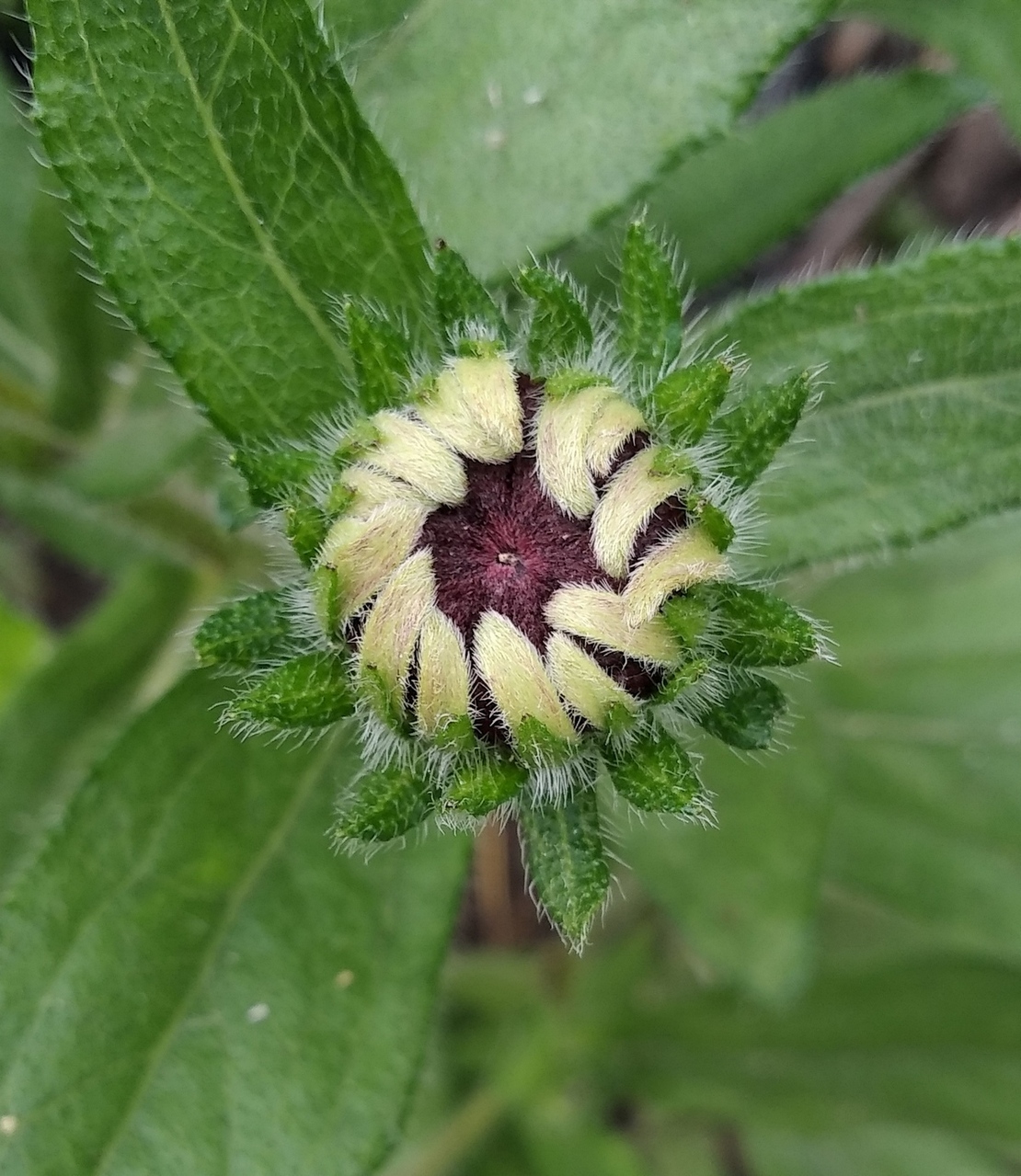 Изображение особи Rudbeckia hirta.