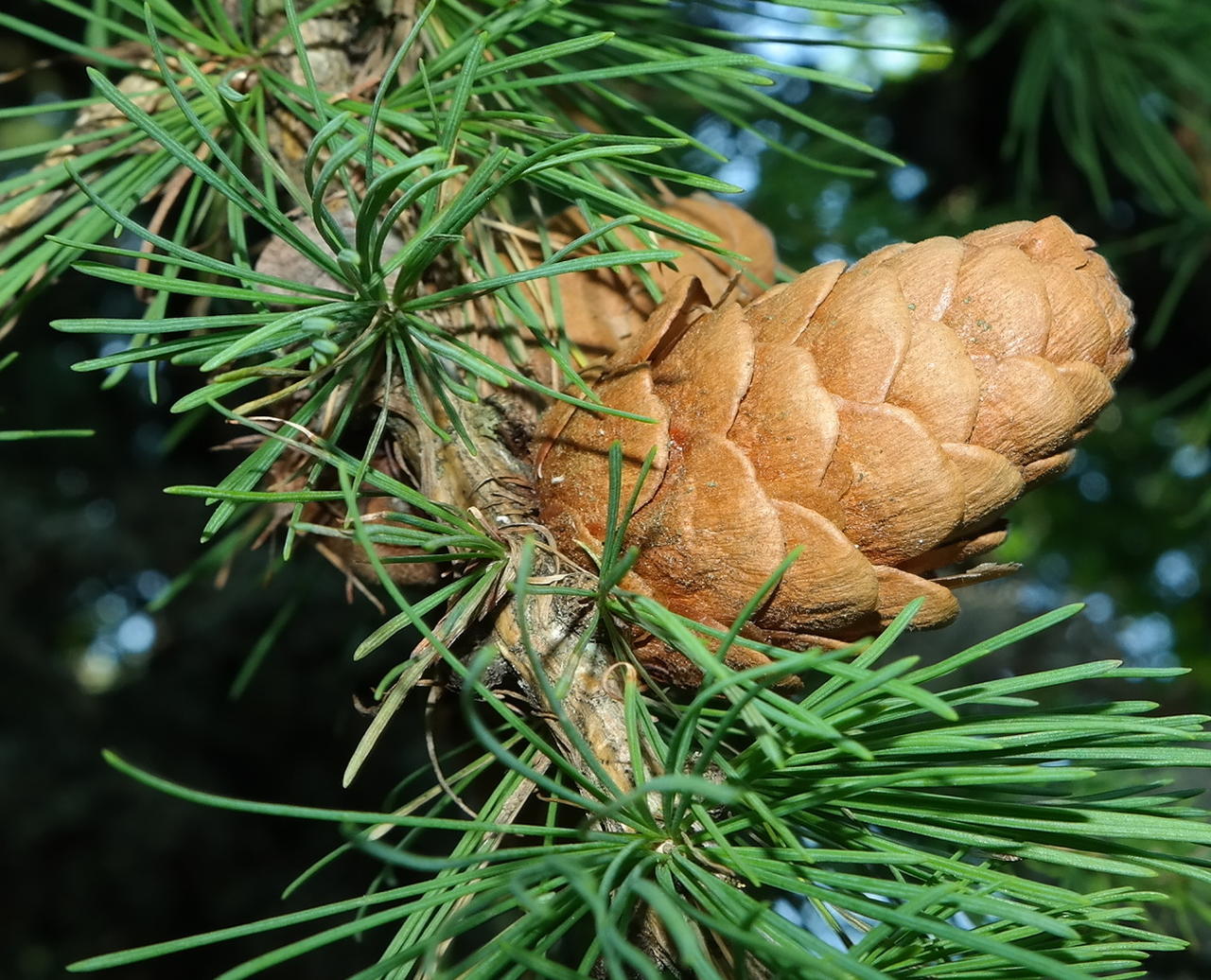 Image of genus Larix specimen.