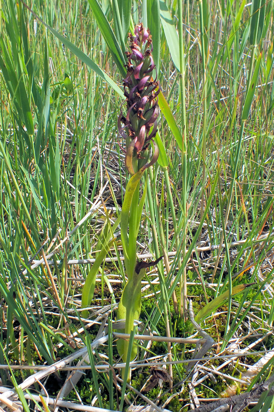 Image of Dactylorhiza incarnata specimen.