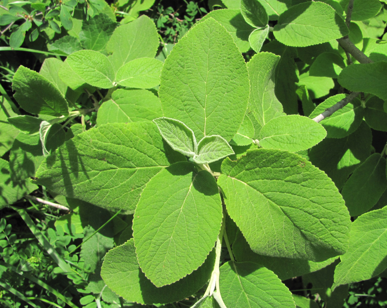 Image of Viburnum lantana specimen.