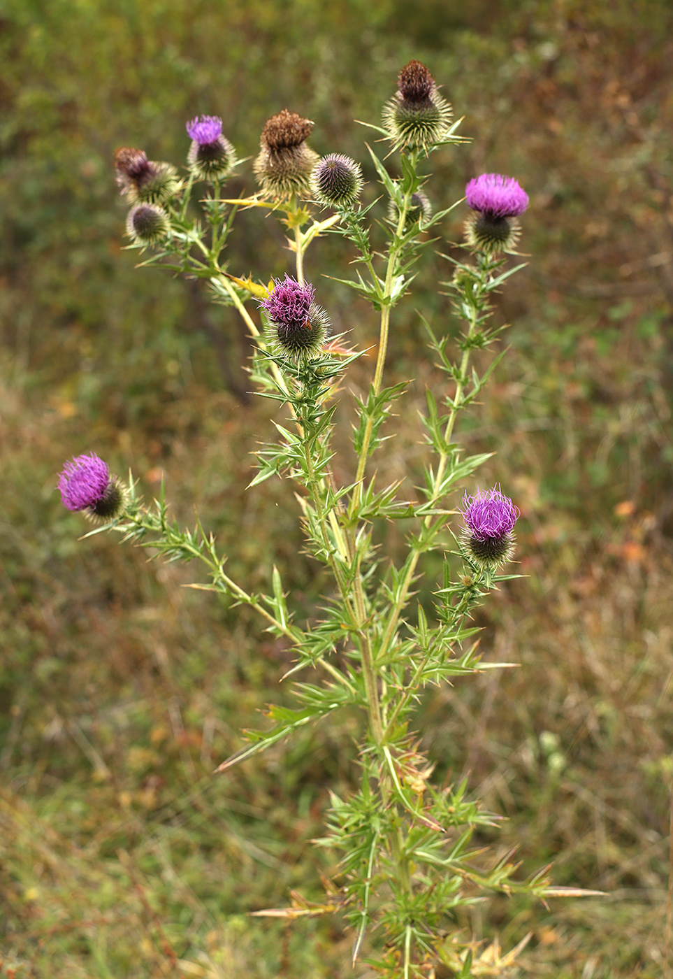 Изображение особи Cirsium serrulatum.