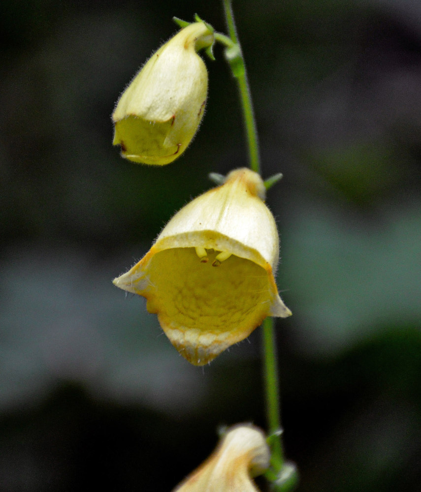 Image of Digitalis grandiflora specimen.