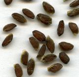 Grossularia reclinata. Семена. Курская обл., Железногорский р-н, пос. Каменец, дачи Жуковец, в культуре. 22 июля 2010 г.