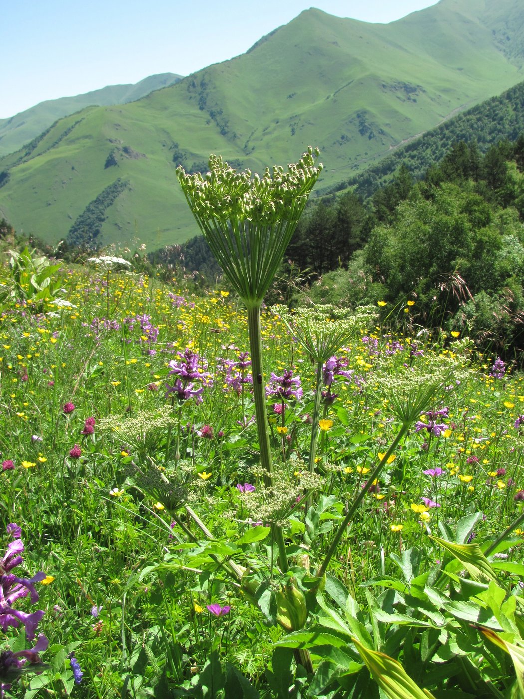 Image of Agasyllis latifolia specimen.