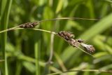 Carex augustinowiczii. Верхняя часть побега со зрелыми соплодиями. Сахалинская обл., Охинский р-н, п-ов Шмидта, ельник зеленомошный. 20.07.2017.