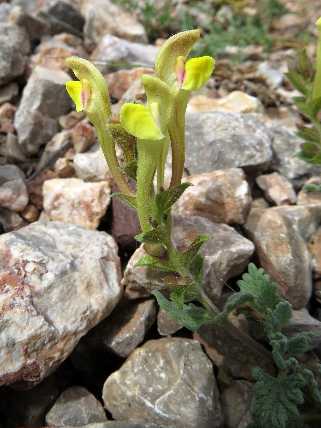 Image of Scutellaria iskanderi specimen.