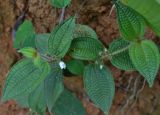 Miconia crenata