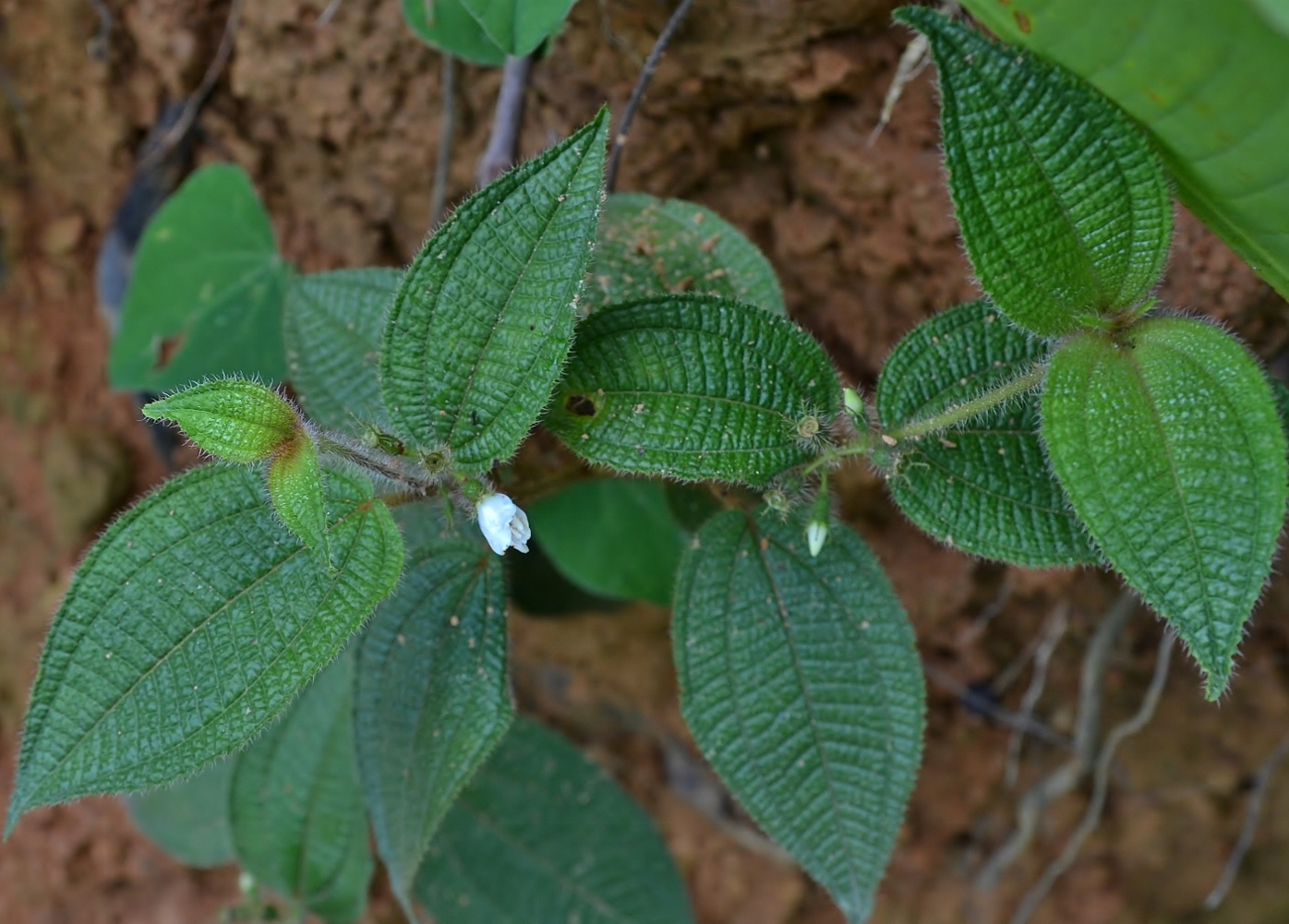 Image of Miconia crenata specimen.