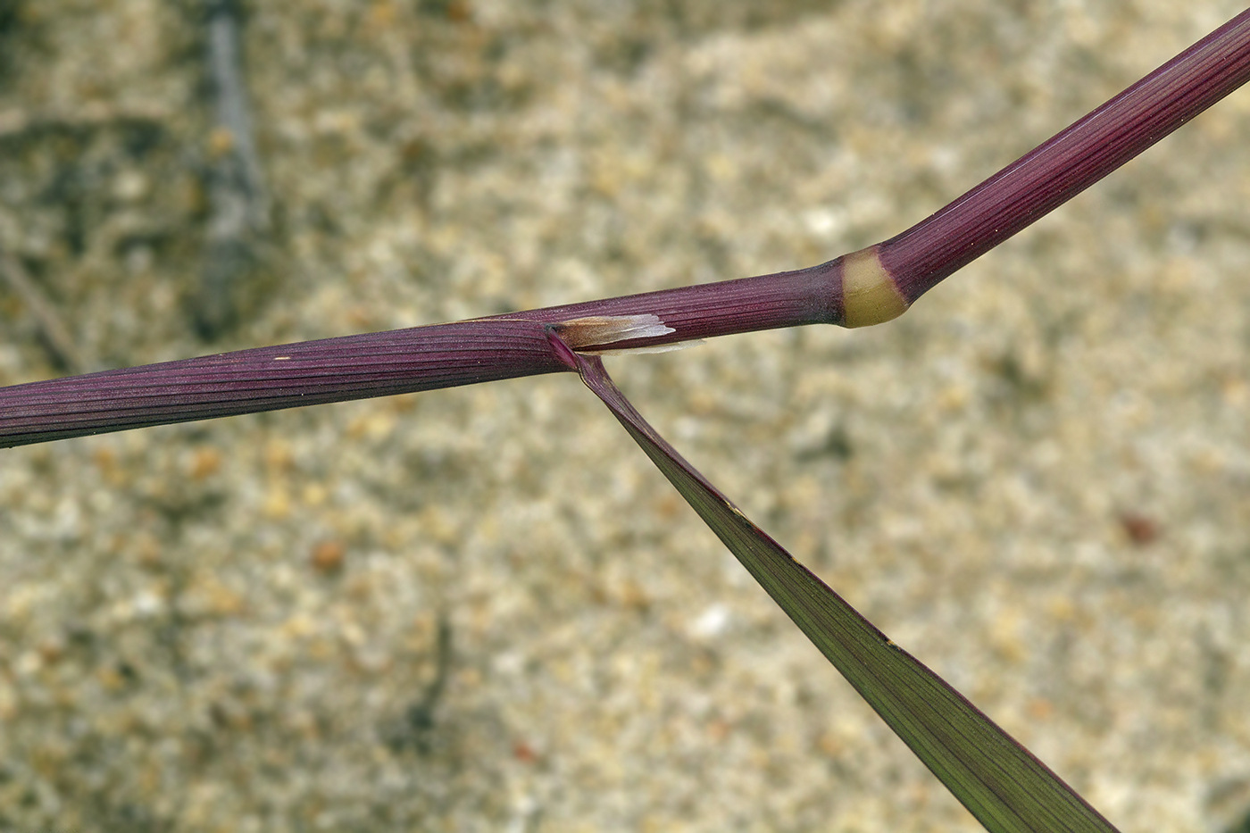 Image of genus Calamagrostis specimen.