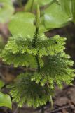 Lycopodium obscurum