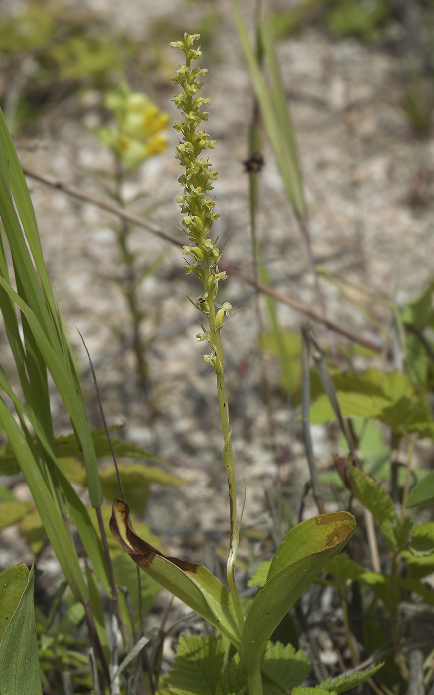 Image of Platanthera ditmariana specimen.