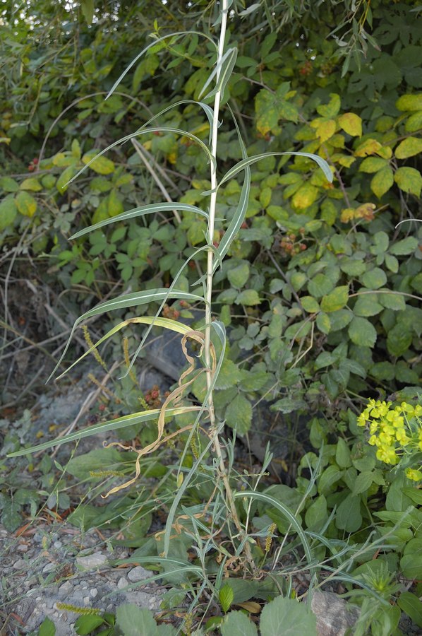 Image of Lactuca saligna specimen.