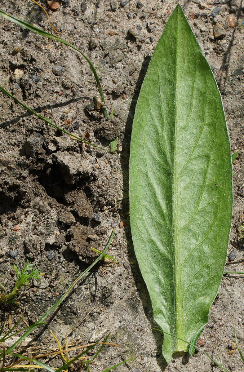 Изображение особи Centaurea montana.