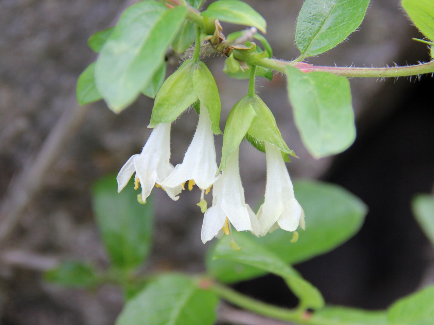 Изображение особи Lonicera hispida.