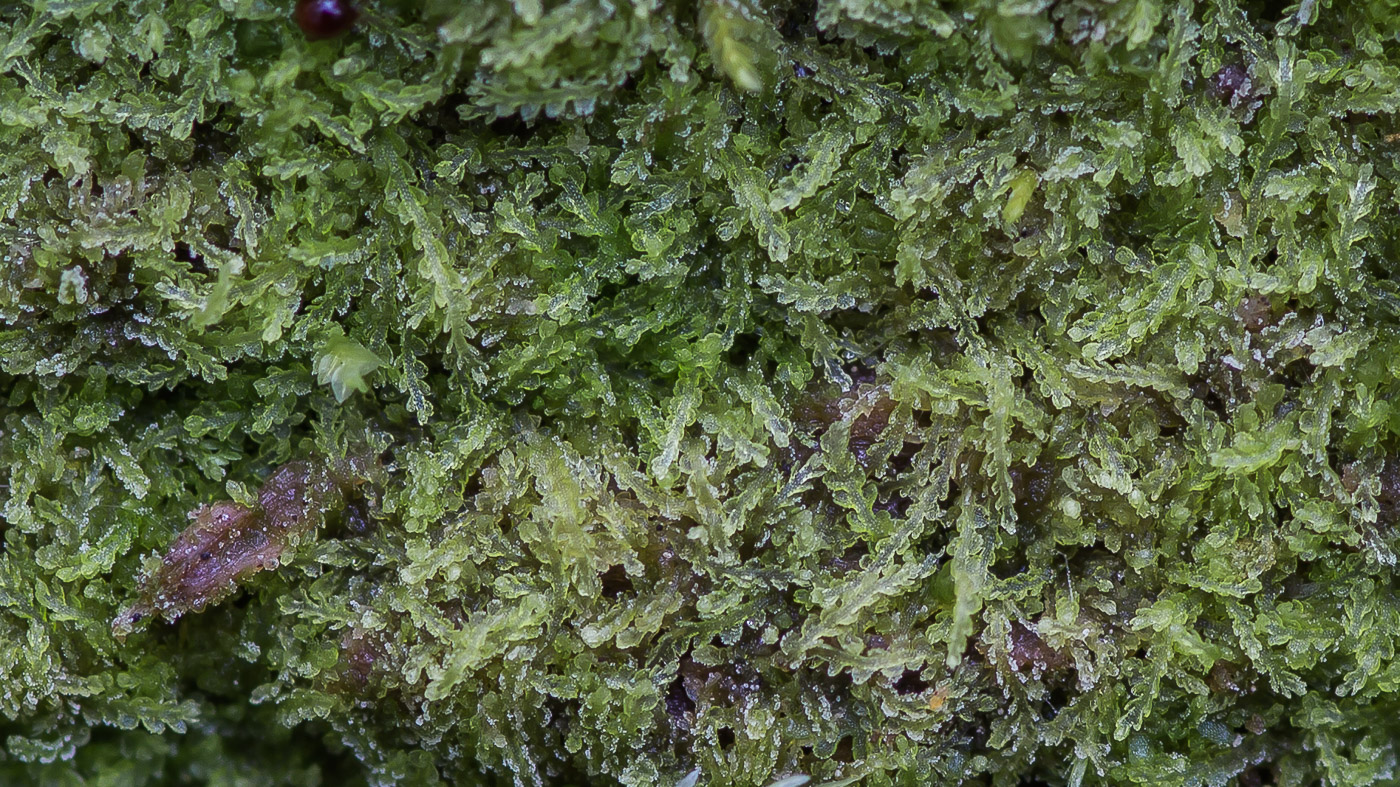 Image of Cephalozia lunulifolia specimen.