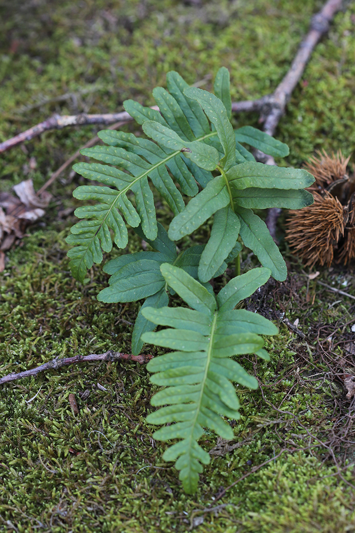 Image of Polypodium vulgare specimen.