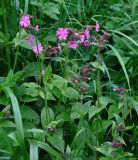 Melandrium dioicum