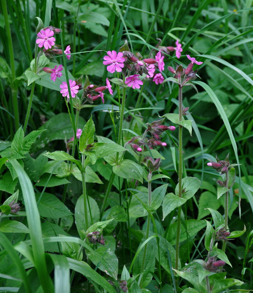 Изображение особи Melandrium dioicum.