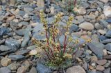 Artemisia borealis