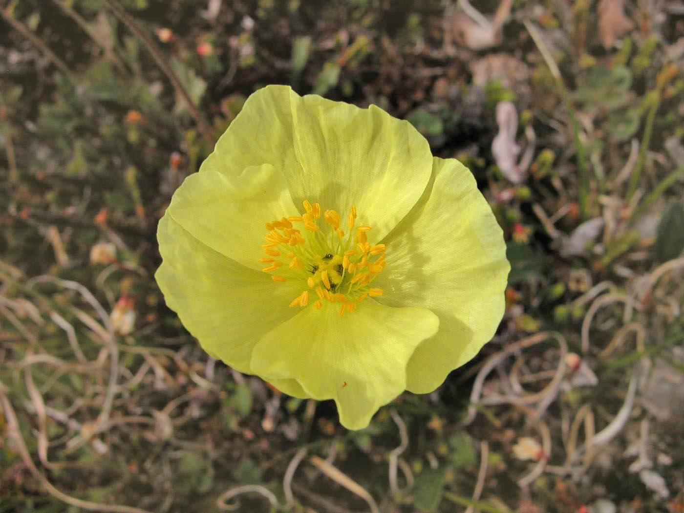 Изображение особи Papaver keelei.