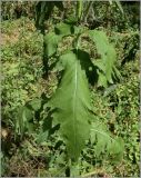 Carduus crispus. Листья в средней части растения. Тверская область, пойма Волги возле д. Климово под Ржевом, сосновый лес. 31 июля 2010 г.