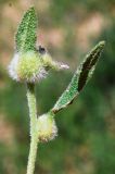 Strigosella africana. Верхушка побега с галлами. Узбекистан, г. Ташкент, Актепа Юнусабадская. 14.04.2019.