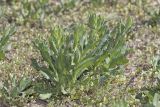 Cardaria draba