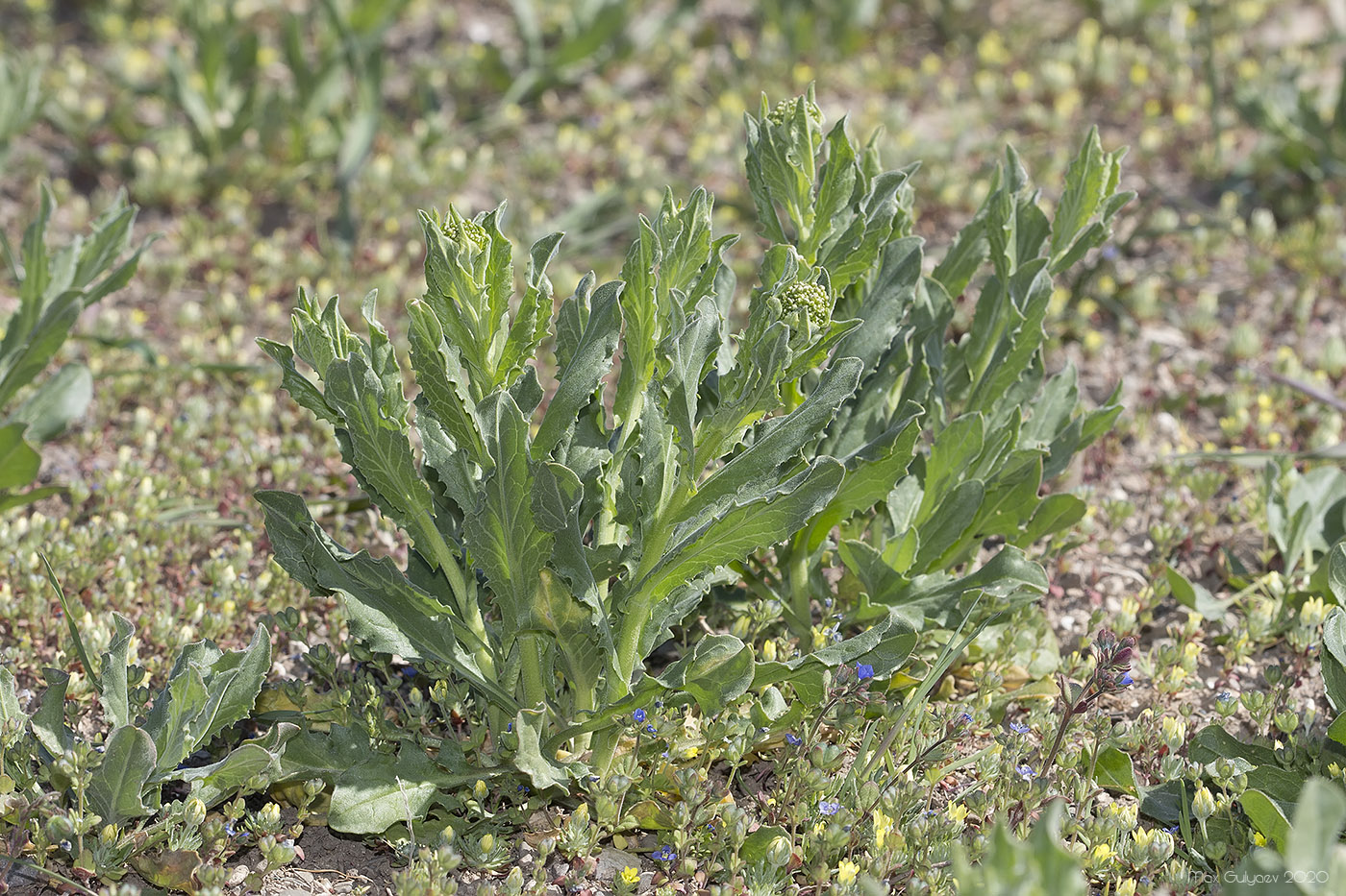 Image of Cardaria draba specimen.