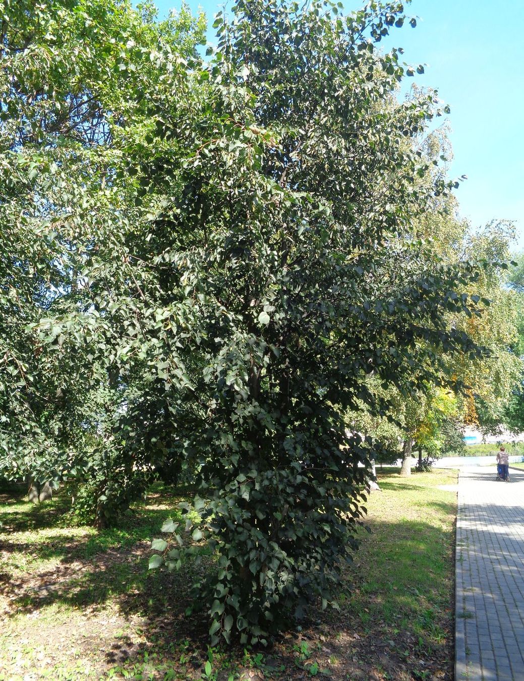 Image of Tilia cordata specimen.