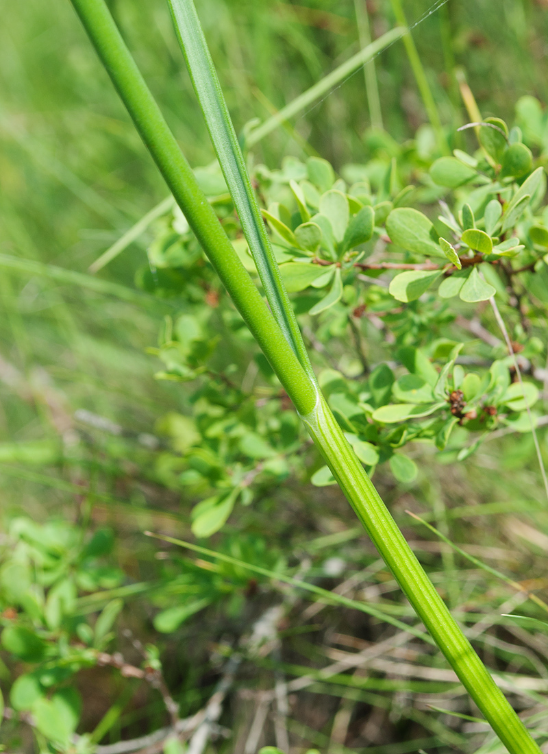 Image of genus Allium specimen.