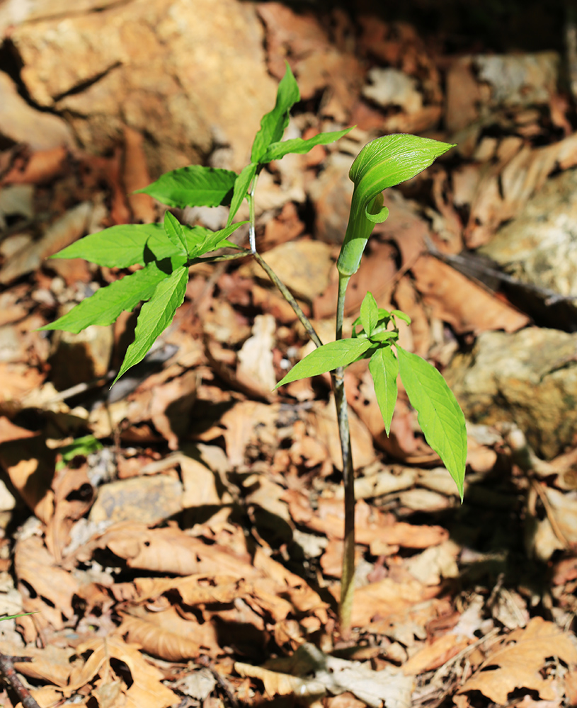 Изображение особи Arisaema peninsulae.